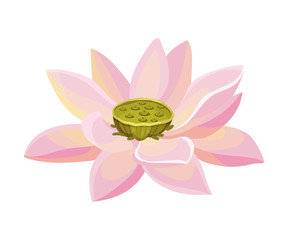 Lotus Flower with Large Showy Petals Isolated on White Background Vector Illustration