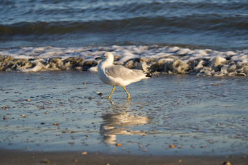 Eine Möwe Seagull Vogel beim Sonnenuntergang am Strand von Florida, Beine im Sand und Wellen im Hintergrund