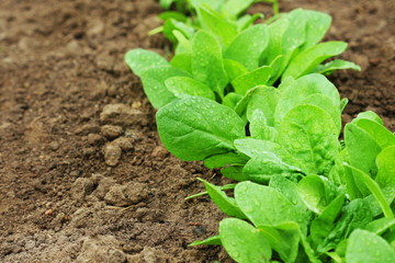 Fresh organic leaves of spinach growing in the vegetables garden