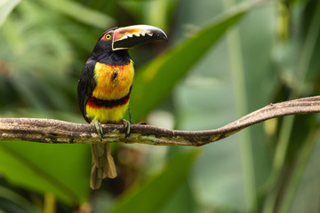 Halsbandarassari (Pteroglossus torquatus) in Costa Rica