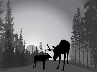 two moose silhouettes in grey fir forest