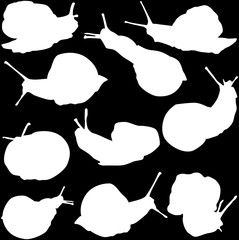 ten edible snail silhouettes isolated on black