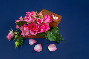 Fresh pink roses in a wooden box on a blue background. Classic blue.
