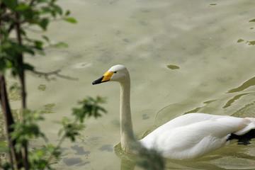 Obraz premium Flower Gardenباغ گل در ایران 