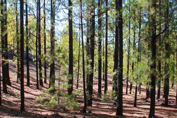 Forest of Canary Island pines (Pinus canariensis) with burned trunks and bright green needles after fire (Tenerife, Spain)