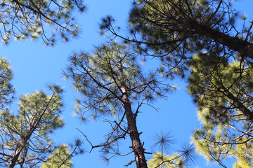Tree tops of Canary Island pines (Pinus canariensis)  against blue sky (Tenerife, Spain)