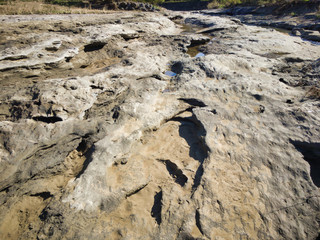 Tree fossils that look like traces of a bonfire. A miracle land where fossils from 1.7 to 2 million years ago are exposed on a large scale.