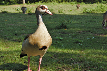 Wild canadian goose in a park