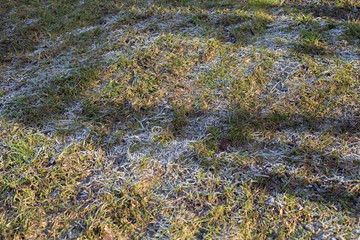 Hoarfrost on the green grass. The concept of changing the seasons