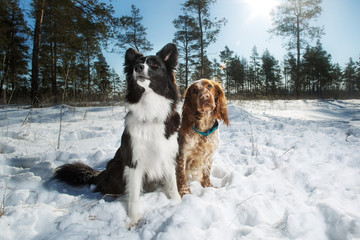 Border Collie and Spaniel dog in winter