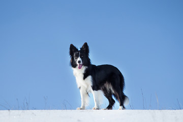 Border Collie dog in winter