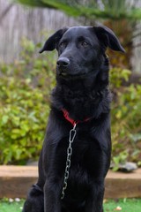 Retrato de un joven bonito perro negro con su collar roja y cadena
