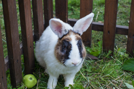 White rabbit with black spots around the eyes, ears up, sitting against the background of the fence and grass, near the apple.
