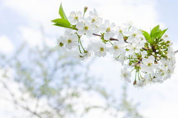 Blooming cherry branch in the sunlight, a beautiful gentle spring border. Selective focus.