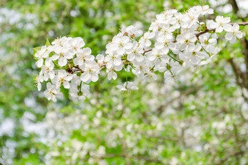 Blooming cherry branch in the sunlight, a beautiful gentle spring border. Selective focus.