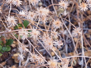 The picture of a white bush created along the riverbed