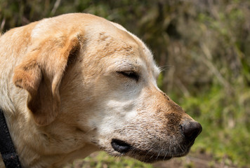 Cute dog with closed eyes