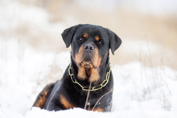 Fototapeta premium Rottweiler dog breed in winter