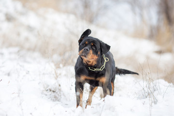 Rottweiler dog breed in winter