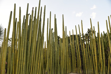 Cactus au Mexique