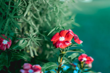 Red Petunia flowers, planted for the season in a street flower garden, as a decorative decoration. Delicate petals close up