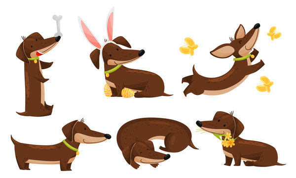 Cartoon Short-legged Dachshund Character with Long Body Catching Butterflies and Curling Up Vector Set