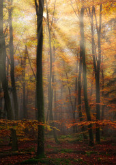 Enchanted sunrays breaking through the leaves of the trees in beautiful fall colour in the forest, a magical scene