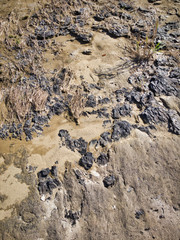 Tree fossils that look like traces of a bonfire. A miracle land where fossils from 1.7 to 2 million years ago are exposed on a large scale.