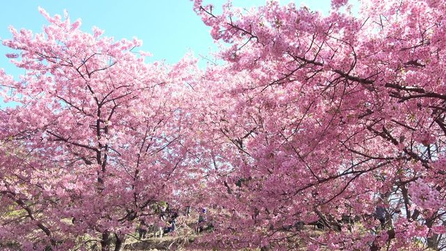 桜、河津桜  パン  4K / Pan shot of Cherry blossoms, Sakura, Cerasus lannesiana&nbsp;Carri&egrave;re, Kawazu-zakura