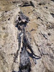 Tree fossils that look like traces of a bonfire. A miracle land where fossils from 1.7 to 2 million years ago are exposed on a large scale.