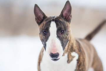miniature bull terrier dog in winter