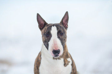 miniature bull terrier dog in winter