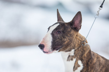 miniature bull terrier dog in winter