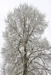 Snow-covered Linden tree against a cloudy sky