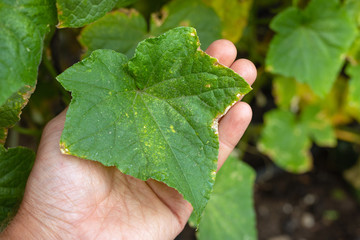Sick cucumber leaves with yellowed edges due to lesions of disease Plant sickness in agriculture,...