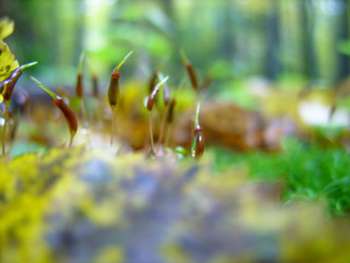 Mushrooms in the forest