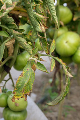 Fusarium wilt disease on tomato. damaged by disease and pests of tomato leaves