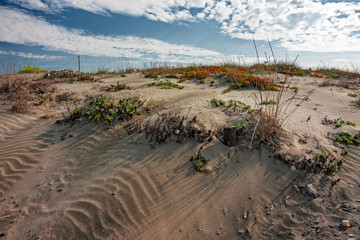 Mediterranean vegetation in the sand of dunes by the sea.