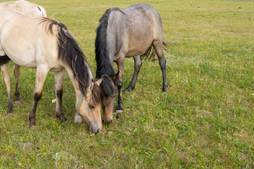 two horses graze on field at horse farm in rural countryside