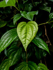 Fototapeta na wymiar Betel leaf on green cinematic background 