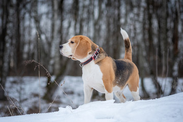 portrait of a Beagle dog on a walk in a snow-covered winter Park