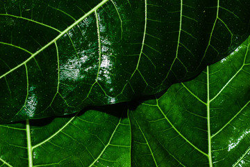 The texture of green leaves and raindrops with backlight and dark background.