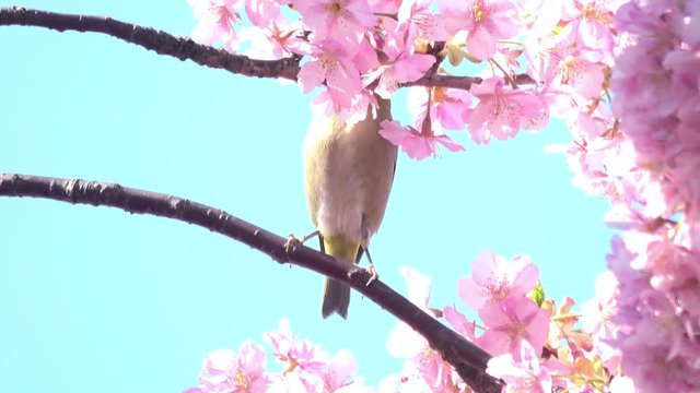 メジロと桜 4K  Japanese white-eye bird with cherry blossoms