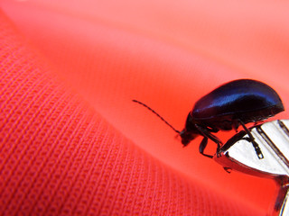 beetle