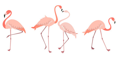 Vector set of flamingos in different poses. Male and female pink birds in flat style.