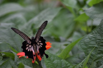 Fototapeta premium Papilio polytes (Common Mormon) Butterfly on orange flowers