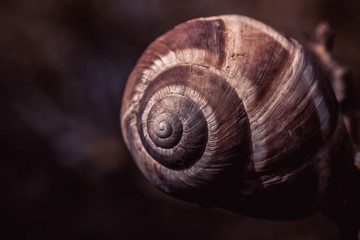 spiral snail shell
