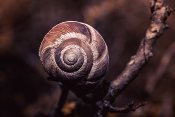 spiral snail shell