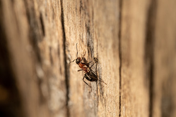 Ant on wood