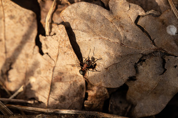 Ant on leaf